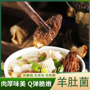 超大号4-8厘米！鲜珥家羊肚菌