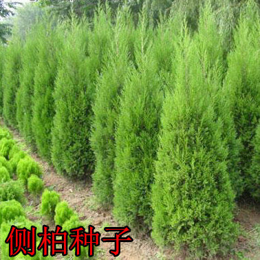 新采柏树种子 扁柏种子 侧柏种子 林木种子 柏树籽种子 松柏种子