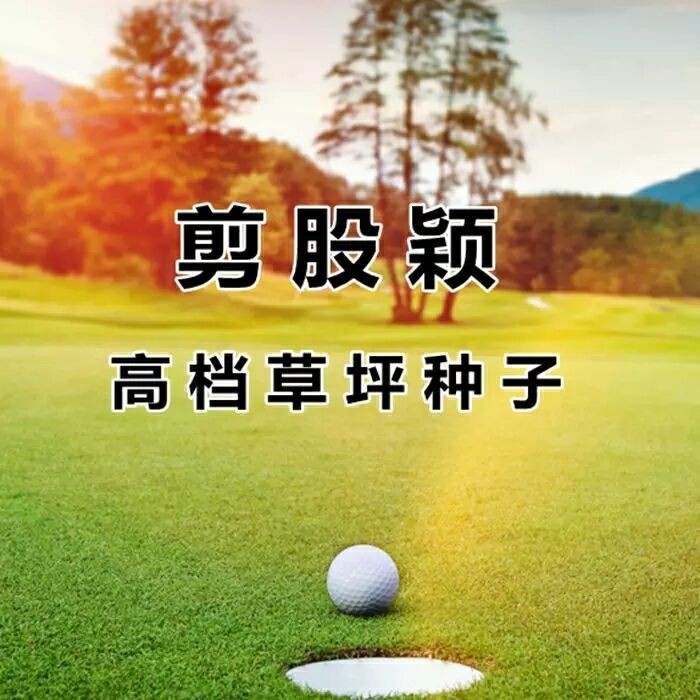 进口匍匐型剪股颖种子 草坪草种子 高尔夫球场别墅庭院绿化草籽