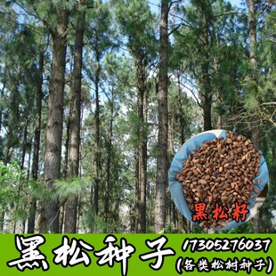 新采黑松种子 苗木行道树种子 油松马尾松种子松树林木绿化苗种子