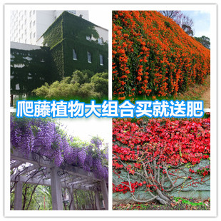四季攀援爬藤植物爬山虎种子地锦苗凌霄花苗紫藤树苗庭院墙壁绿化