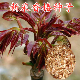 食用香椿树种子椿芽红油香椿种子当年新采香椿种子红油椿菜种子