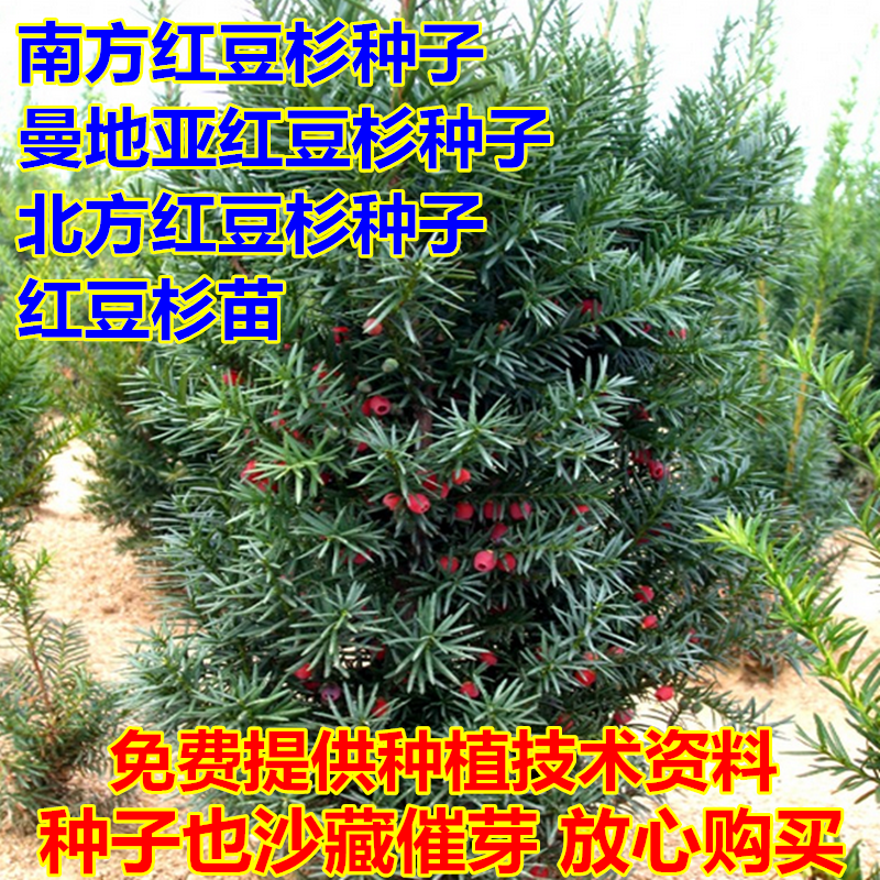 沙藏曼地亚红豆杉树种子绿化东北方南方红豆杉种子庭院美观树苗籽