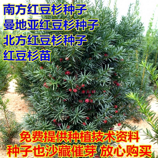 沙藏曼地亚红豆杉树种子绿化东北方南方红豆杉种子庭院美观树苗籽