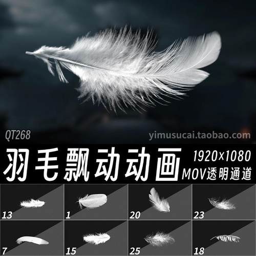 25款白色羽毛掉落飘落飘动动画mov透明通道Ae特效Pr循环视频素材