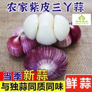 农家正宗紫皮三瓣蒜新大蒜现挖三瓣蒜当季 蔬菜新鲜湿三瓣蒜