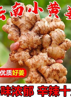 2025正宗云南小黄姜老姜生姜新鲜土姜现挖鲜姜包邮月子姜农家自种