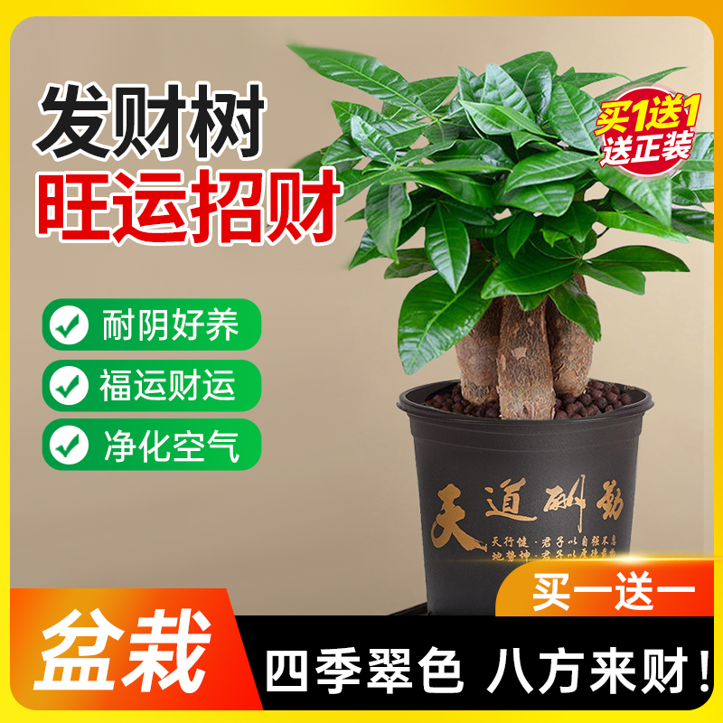 发财树带盆好养活福运绵绵