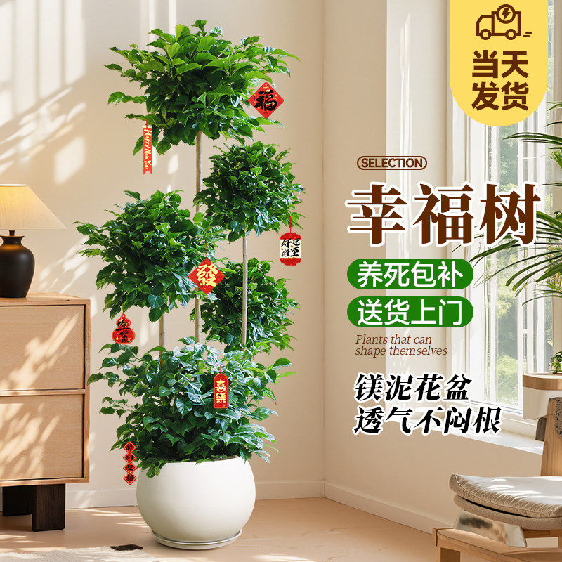 新洋丰大型幸福树盆栽绿植室内多层造型植物客厅办公室真树盆景