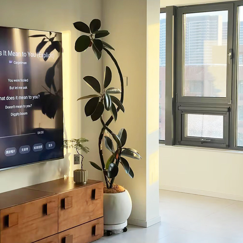 新洋丰黑金刚橡皮树客厅绿植高级感大盆栽植物轻奢办公室内落地,鲜花速递/花卉仿真/绿植园艺,大型绿植/成品组合盆栽,淘宝优惠券,粉丝福利购,淘宝优惠卷