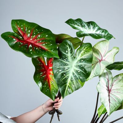 仿真竹芋叶海芋叶彩芋叶滴水观音绿植高档大型摄影道具装饰盆栽