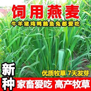 燕麦种子高产牲畜四季牧草籽养殖耐寒牛羊鸡鸭鹅猪草种养鱼草籽种