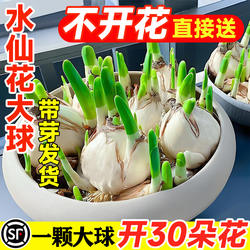 漳州水仙花种球盆栽水养大球带牙带花苞水培植物室内四季耐寒种子