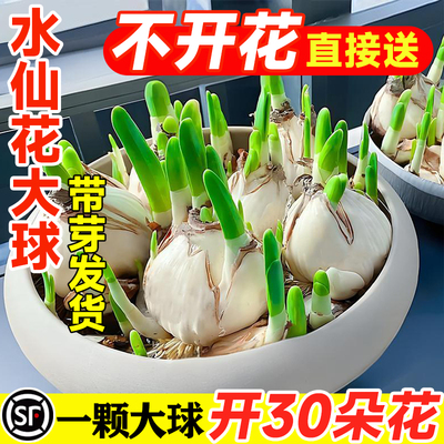 漳州水仙花种球盆栽水养大球带牙带花苞水培植物室内四季耐寒种子