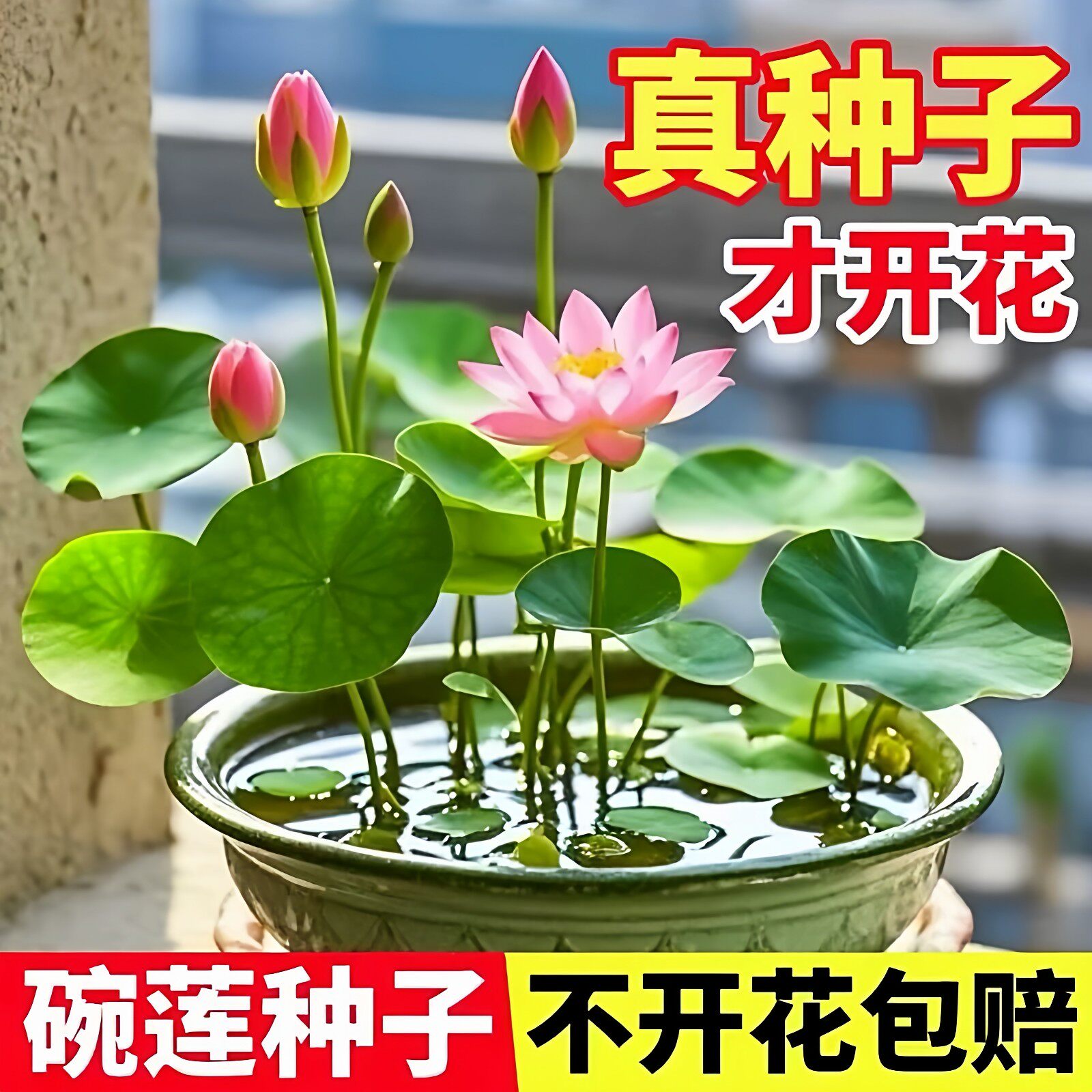 碗莲种子水培花卉花种籽室内外四季易种开花水养盆栽荷花睡莲花籽