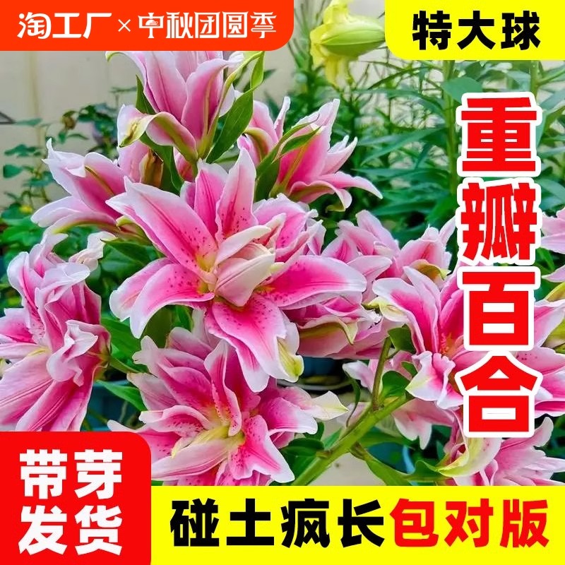 重瓣香水百合花种球盆栽花卉室内外四季开花耐寒好养活种子花种子