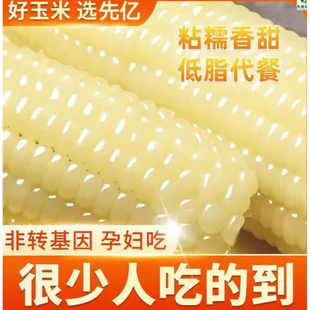 白甜糯玉米种子高产四季播白糯玉米国审农家超甜加糯玉米种子大全