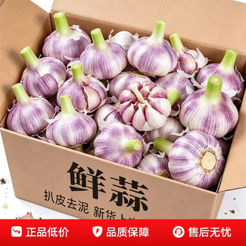 2026新鲜大蒜精品正宗紫白皮大蒜
