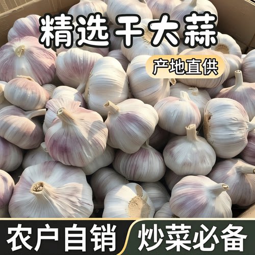 2026新蒜河南紫皮大蒜现挖现发湿蒜批发农家现摘香辣够味新鲜蒜头
