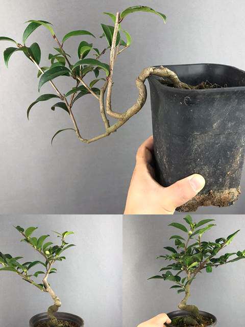 从小拿弯茶梅 茶梅小盆景 个造型 原盆原土发货 茶梅小盆景