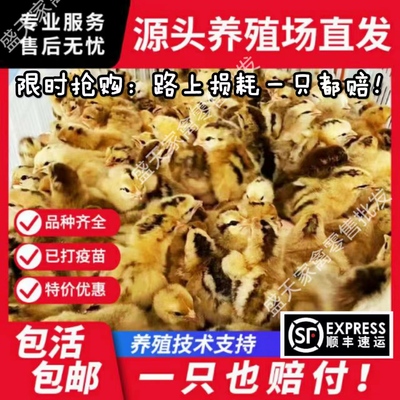 （50只装）小鸡活苗鸡活苗鸡苗小鸡苗三黄鸡苗土鸡苗麻鸡苗黑鸡苗
