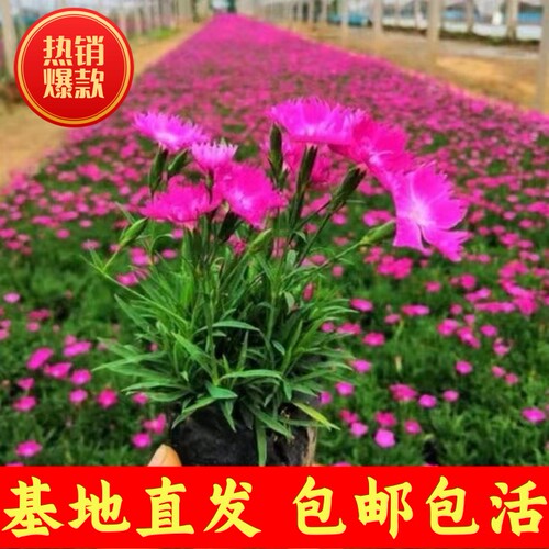 欧石竹初吻花苗耐寒耐旱常绿开花宿根多年生庭院花卉盆栽开花草坪