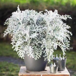 银叶菊盆栽雪叶银香菊绿植四季观叶室内外庭院花镜美化盆栽观赏