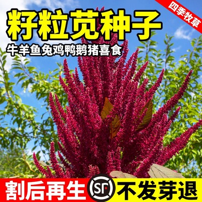 进口籽粒苋种子四季牧草黑千穗谷喂鸡鸭鹅猪牛羊春秋苋菜籽草种籽