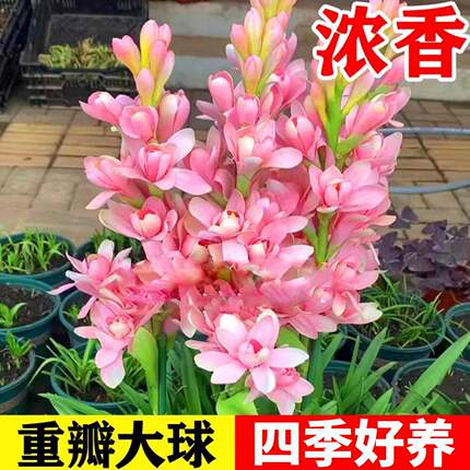晚香玉种球重瓣大花球根夜来香浓香型多年生切花庭院阳台盆栽花卉
