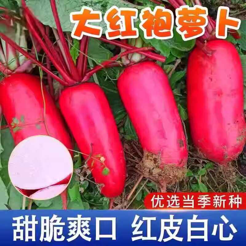 徐州大红袍萝卜种子大红萝卜种籽孑红皮白肉白心萝卜春秋蔬菜种子 - 实物图