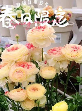 进口花毛茛种球重瓣洋牡丹花苗室内室外四季播种开花盆栽种子带牙