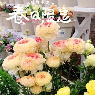 进口花毛茛种球重瓣洋牡丹花苗室内室外四季 播种开花盆栽种子带牙