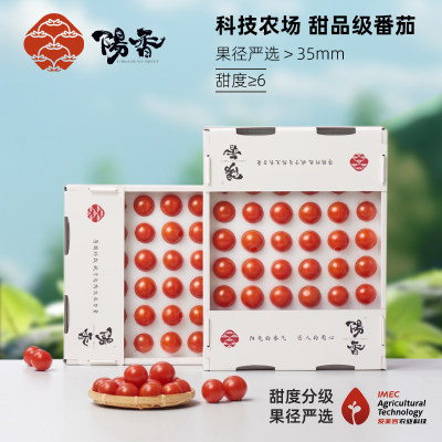 阳香水果番茄关注立减10元