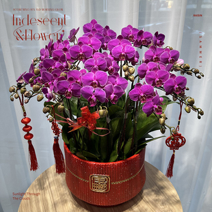 厦门蝴蝶兰盆栽鲜花新年乔迁新居开业花礼客户送礼同城速递配送