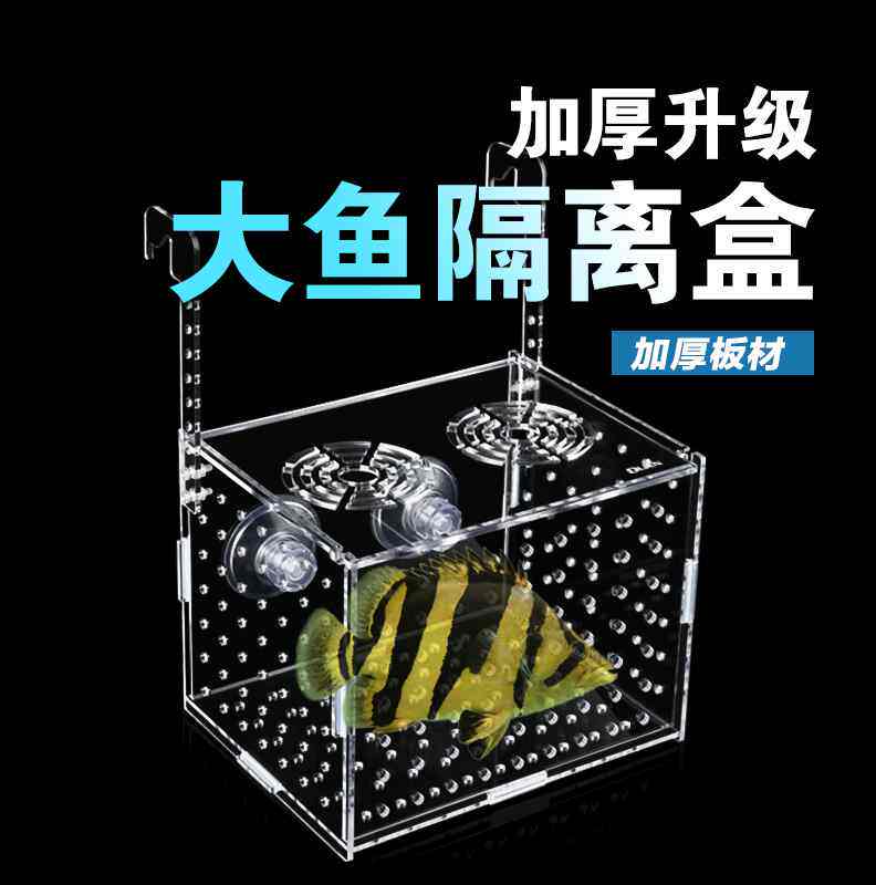 OLAN亚克力加厚大号独立隔离盒大鱼虎鱼龙鱼幼鱼繁殖盒乌龟苗鱼缸