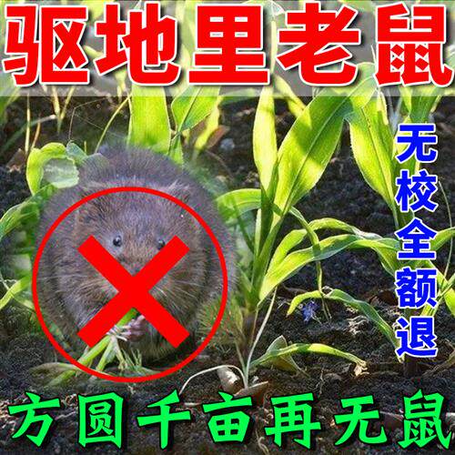 驱鼠神器室外植物驱鼠粉麦田水稻玉米农场老鼠药克星