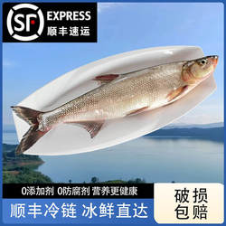 十堰丹江口翘嘴鲌白鱼湖北特产楚食比亚刁子鱼大白刁淡水鱼米级翘