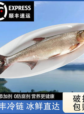 丹江口翘嘴白鱼湖北特产大白刁子