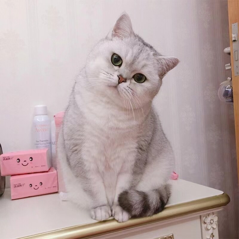 纯种银渐层猫幼猫活体英短毛金渐层猫矮脚猫银点蓝猫宠物猫咪活物