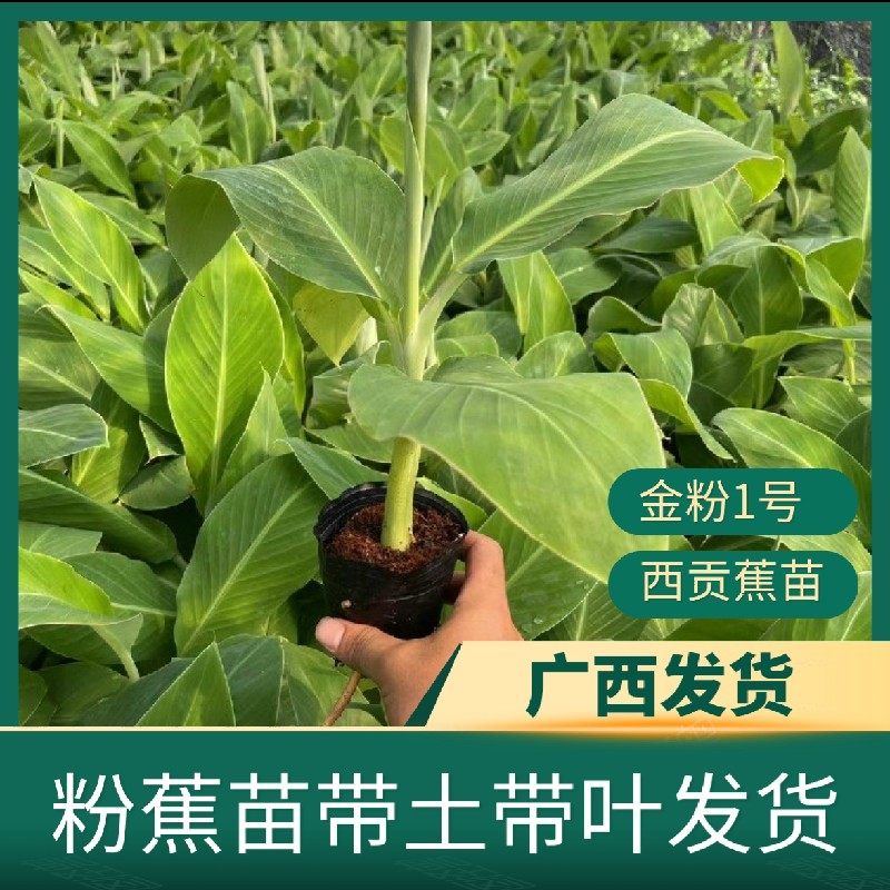 粉蕉苗金粉一号矮化香蕉西贡蕉小米蕉苹果蕉南方种植果树带土带叶