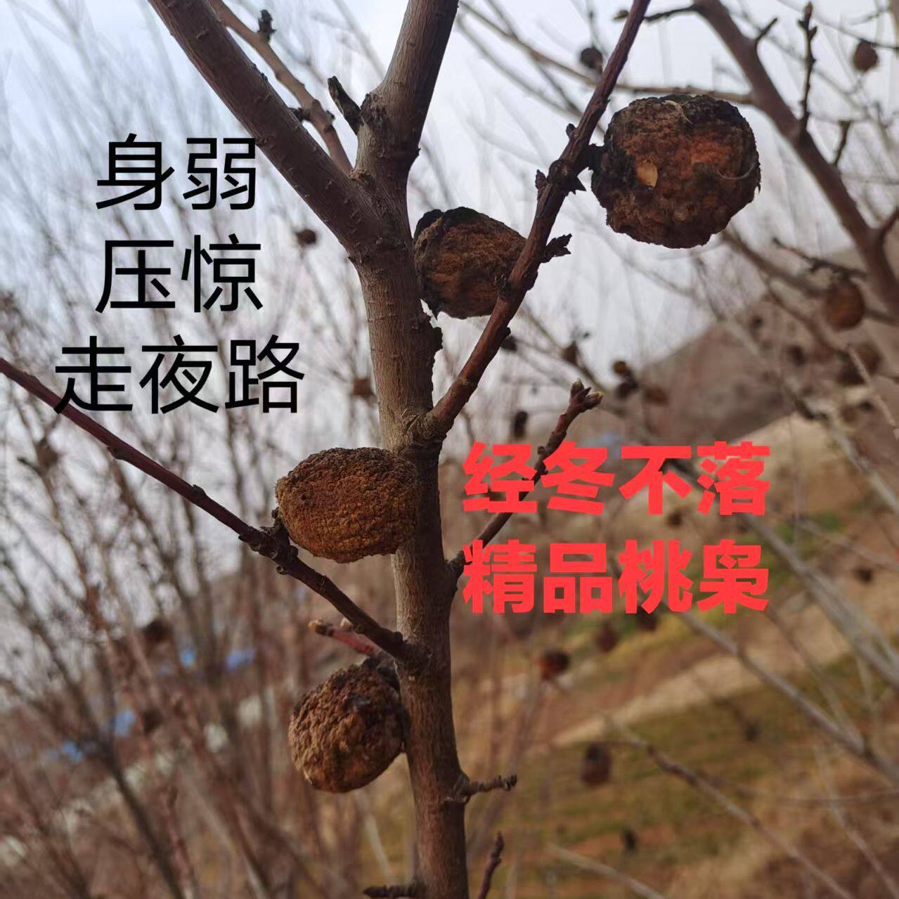 野生毛桃核正宗正月桃枭手串挂件摆件布置装饰品祝福东南枝