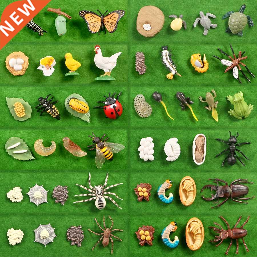 Simulation Animals Growth Cycle Butterfly,Ladybug,Chicken Li图片