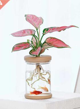 Transparent Hydroponic Flower Pot Imitation Glass Soilless P