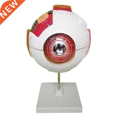 Eye Anatomical Model Natural Teaching Instruments and Equip