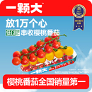 一颗大 串番茄串收樱桃小番茄西红柿新鲜自然熟老味道生吃柿子