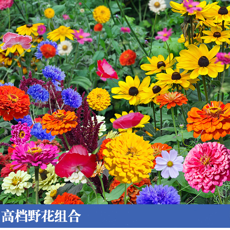 野花组合花种子太阳花种孑