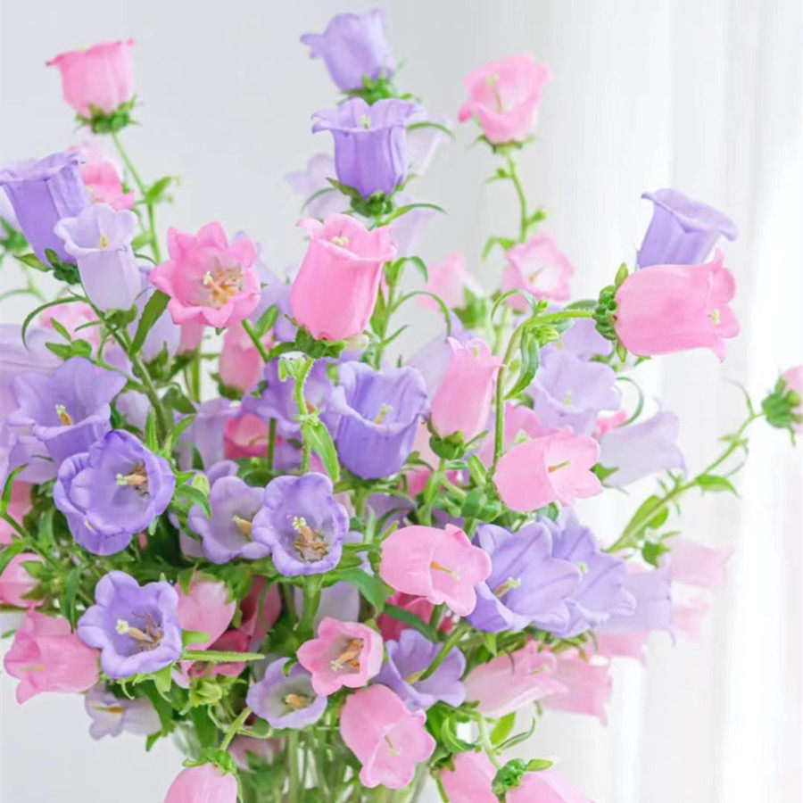 风铃花种子四季开花好种活室内外庭院易活花种子草花籽绿植物秋播