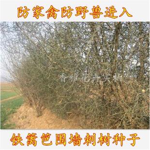 围墙种子铁篱笆种子刺树种子 荆棘种子 带刺树种子 带刺树 鸟不站