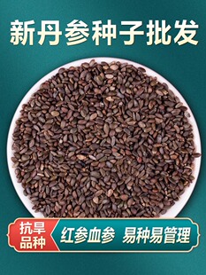 中药材丹参种籽丹参种子新鲜红丹参苗幼苗春四季种植苗子