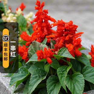 一串红种子春秋播多年生阳台庭院盆栽一串蓝花苗象牙红串串红花籽